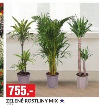 ZELENÉ ROSTLINY MIX