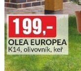 OLEA EUROPEA K14, olivovník, keř
