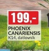 PHOENIX CANARIENSIS K14, datlovník