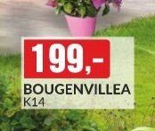 BOUGENVILLEA K14