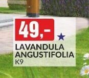 LAVANDULA ANGUSTIFOLIA K9