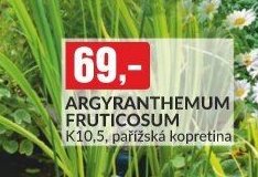ARGYRANTHEMUM FRUTICOSUM K10,5, pařížská kopretina