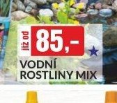 VODNÍ ROSTLINY MIX