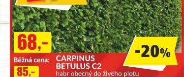 CARPINUS BETULUS