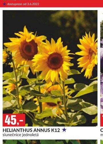 HELIANTHUS ANNUS K12 slunečnice jednoletá