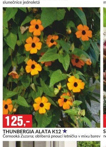 THUNBERGIA ALATA K12 Černooká Zuzana