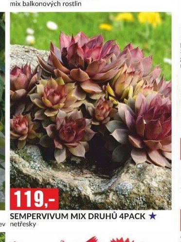 SEMPERVIVUM MIX DRUHŮ 4PACK netřesky