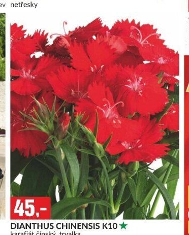 DIANTHUS CHINENSIS K10 karafiát čínský