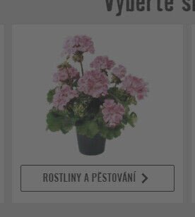 Rostliny a pěstování