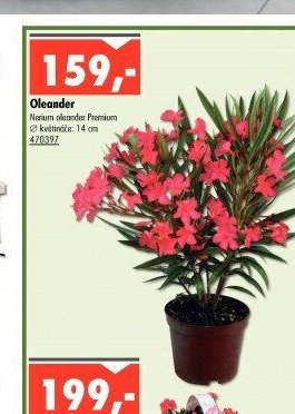 Oleander