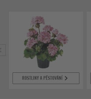 Rostliny a pěstování