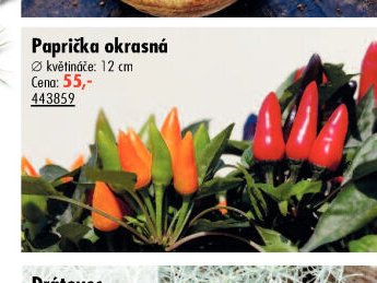 Paprička okrasná