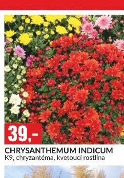CHRYSANTHEMUM INDICUM
