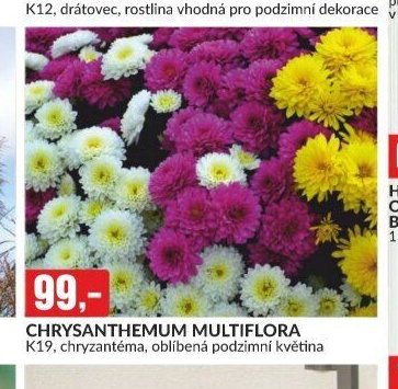 CHRYSANTHEMUM MULTIFLORA