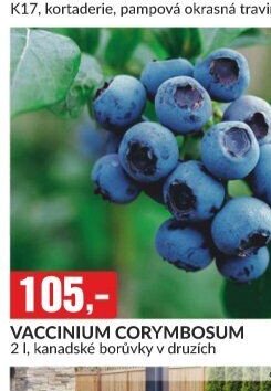 VACCINIUM CORYMBOSUM