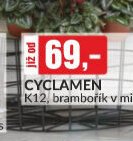 Cyclamen