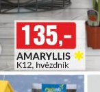 Amaryllis