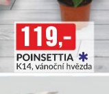 Poinsettia
