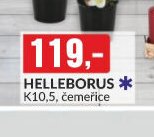Helleborus