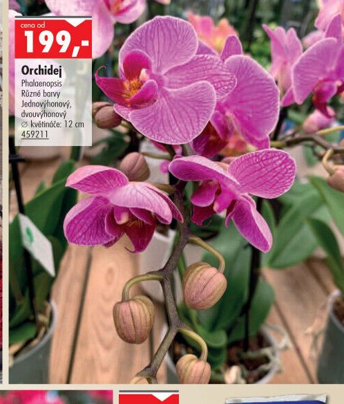 Orchidej