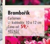 Brambořík