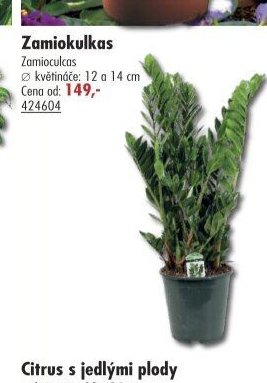 Zamiokulkas