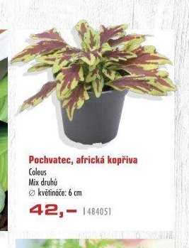 Pochvatec, africká kopřiva