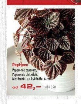Pepřinec