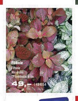 Fitónie