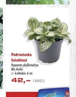 Podrostovka listoklasá