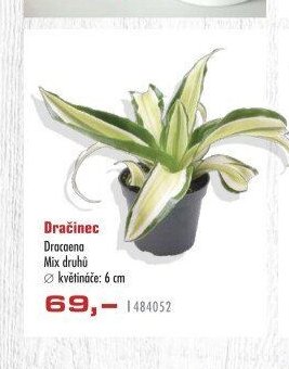 Dračinec