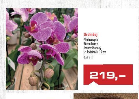 Orchidej Phalaenopsis