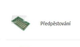 Předpěstování