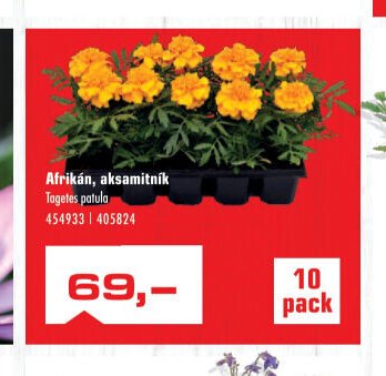 Afrikán, aksamitník