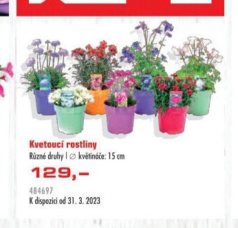 Kvetoucí rostliny