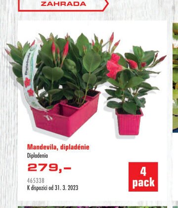 Mandevila, dipladénie