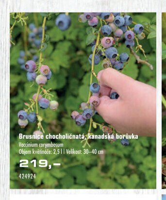 Brusnice chocholičnatá, kanadská borůvka