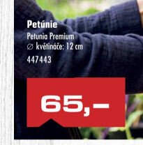Petúnie