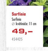 Surfínie