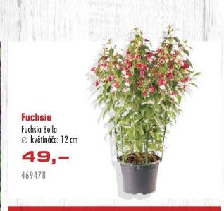Fuchsie