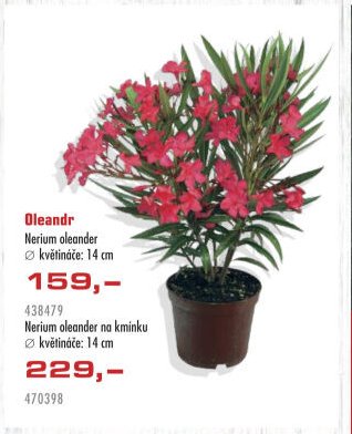 Oleandr Nerium oleander