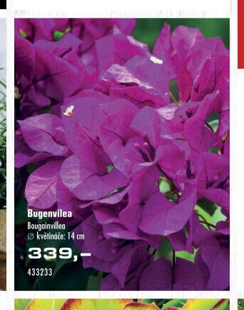Bugenvilea