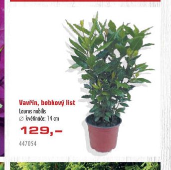 Vavřín, bobkový list