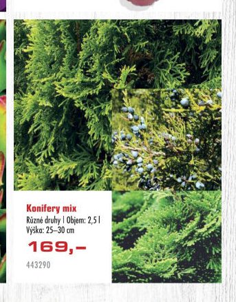 Konifery mix