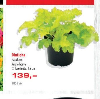 Dlužicha