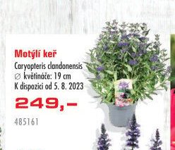 Motýlí keř