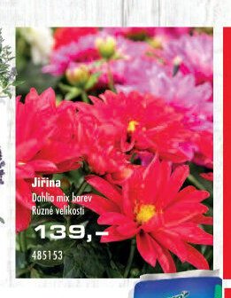 Jiřina