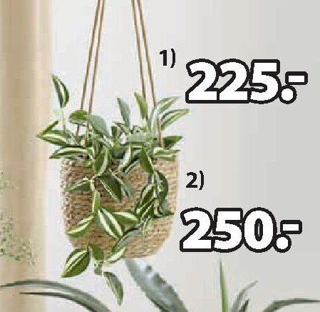 UMĚLÁ ROSTLINA ASGAR V24 cm