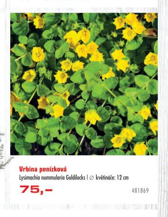 Vrbina penízková