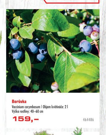 Borůvka